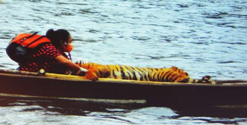 Erni Suyanti, dengan sampannya ia membawa harimau yang sudah dilumpuhkan untuk dibawa ke lokasi konservasi dan perawatan.