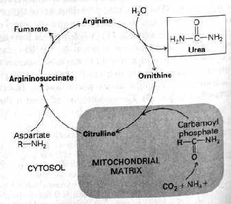 Ammonia diubah menjadi Urea dng SIKLUS UREA (UREA CYCLE) Ditemukan oleh Hans Krebs dan Kurt Henseleit (5thn sblm TCA) Urea Nitrogen dr asam amino aspartate dan dr NH 4 + Atom C CO 2 Prekursor urea
