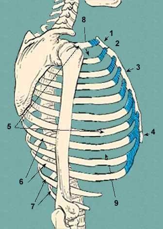 3. Tulang pipih (flat bones): permukaannya luas dan berfungsi untuk melindungi organ & menjadi tempat melekatnya otot, contoh: