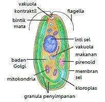 2. Protista Mirip Tumbuhan (Alga) Ada juga yang berupa fitoplankton jika bersifat uniseluler, dan