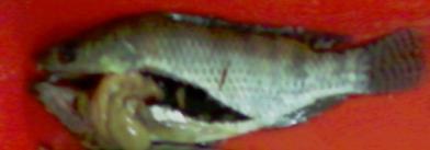 Ukuran tubuh (kiri) dan gonad (kanan) ikan nila diploid 2N dan triploid 3N normal tanpa transplantasi (normal) dan hasil transplantasi (transplan) pada ikan nila umur sekitar 4 bulan.