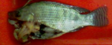Keberhasilan kolonisasi sel spermatogonia ikan gurame dalam gonad ikan resipien meningkat dengan menggunakan ikan nila triploid.