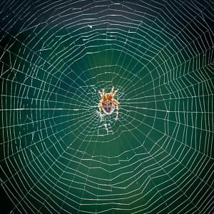 Untuk menangkap mangsanya, laba-laba membuat jaring. Ini adalah hal yang umum kita ketahui.