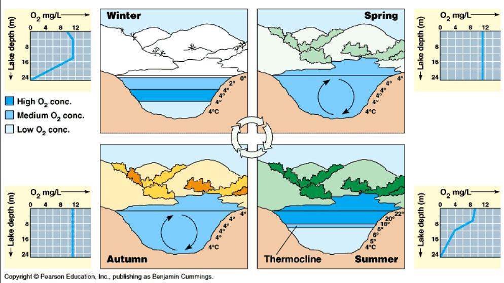 Musim Semi: Periode pengembalian (turn over) Suhu mulai hangat dan es mencair sehingga air permukaan