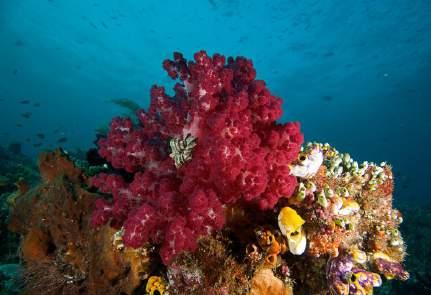 Wisata Bawah Laut Kepulauan Raja Ampat Batu pensil di Raja Ampat. Fenomena bawah laut Raja Ampat.