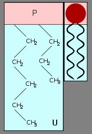 3. Membran Sel Pengaruh unsur hara terhadap permeabilitas membran: Kahat P permeabilitas meningkat (fosfolipid