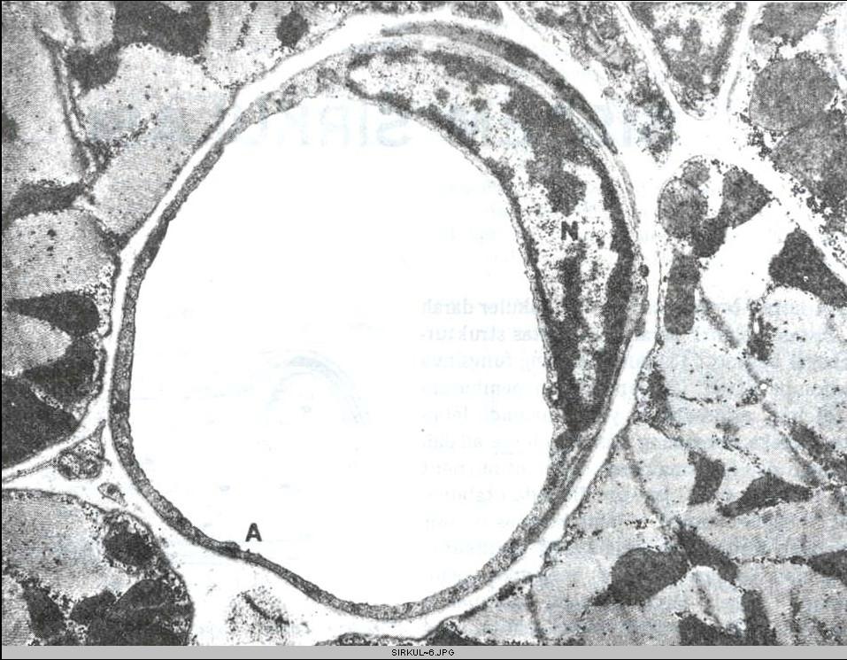 5 melengkung dengan inti lonjong. Umumnya sel tertarik searah dengan poros pembuluh dan meruncing pada kedua ujungnya.