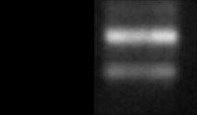 29 vektor rekombinan yang tersisipi fragmen MmACT dilakukan menggunakan PCR koloni dan memotong plasmid rekombinan dengan enzim EcoR1 (Promega Inc.). Pengurutan DNA dan Analisis Urutan DNA.
