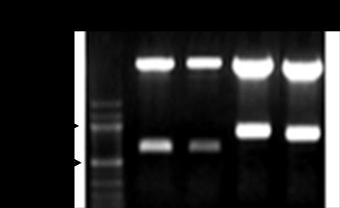 31 Pemotongan terhadap DNA plasmid rekombinan dengan enzim EcoR1 yang mengapit daerah penyisipan menghasilkan dua fragmen yaitu fragmen DNA berukuran 3000 pb dan 600 pb untuk klon rekombinan yang
