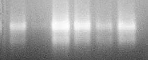 RNA kulit batang W F1 G1 H1 I1 J1 L M X1