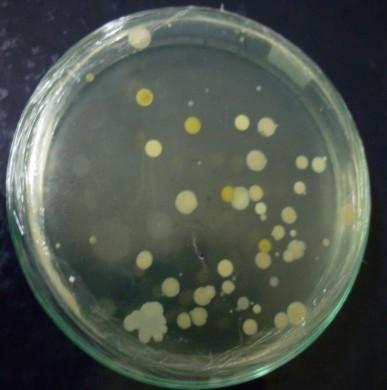 Gambar 6. Koloni bakteri yang berasal dari air selokan pada media TSA yang berumur 1x24 jam pada suhu inkubasi 28-30 o C Gambar 7.
