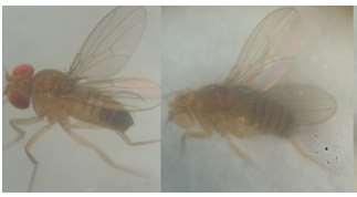 FMIPA UM digunkana dalam penelitian ini (Gambar 1.). Lalat dikultur di dalam botol gelas berbentuk silinder bervolume 200 ml, dengan diameter 7 cm dan tinggi 9 cm.