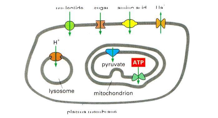 Transport melalui membran Karakteristik protein transport selektif Transport pasif : Gradien konsentrasi muatan listrik Transport aktif Gerakan