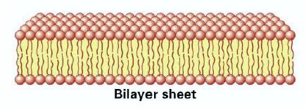 Perkembangan teori-teori mengenai Struktur membran plasma lipid bilayer (Gortel & Grendel, 1925) lapisan molekul yang