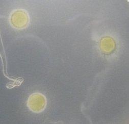 hirsuta dalam menghambat berbagai jenis mikroba uji.