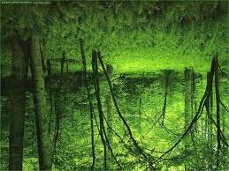 Bioma ini berada di daerah tropik, yaitu di indonesia, India, brazil,