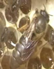 Lebah jantan mengkonsumsi pakan yang berlebih di dalam sarang.
