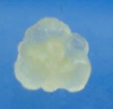 32 A Gambar 16. Embrio Somatik Pada Fase Globular (A), Fase Jantung (B). Garis pada gambar = 1.00 mm B Gambar 17.