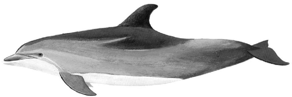 13 dalam pentas satwa, Ciri-ciri lumba-lumba hidung botol (Gambar 5) yaitu tubuhnya relatif tegak dengan moncong yang pendek.