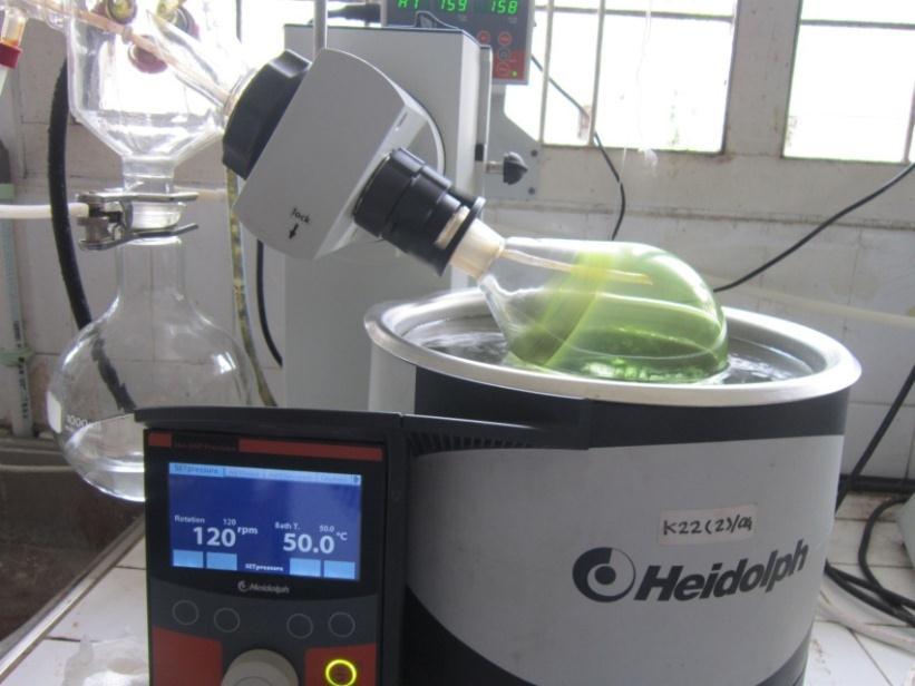 Berikut foto proses penyaringan ekstraksi maserasi pada daun jati serta pemisahan ekstrak dengan