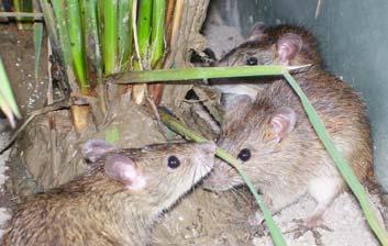 Pengendalian Hama Tikus Terpadu Tikus memiliki karakter biologi yang berbeda dibanding hama padi yang lain seperti serangga dan moluska (bangsa siput).