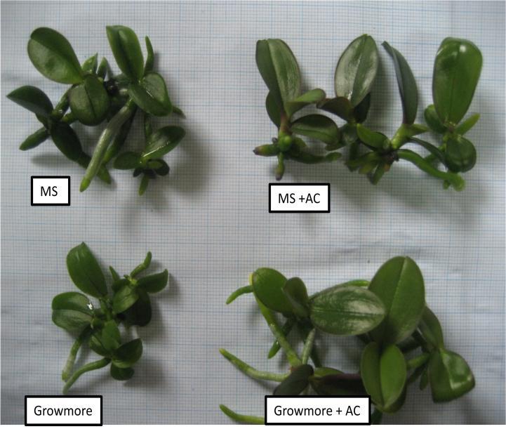 52 Gambar 16. Menunjukkan hasil pengamatan pembesaran seedling Phalaenopsis pada media MS dan Growmore dengan atau tanpa arang aktif. 4.1.4 Percobaan IV.