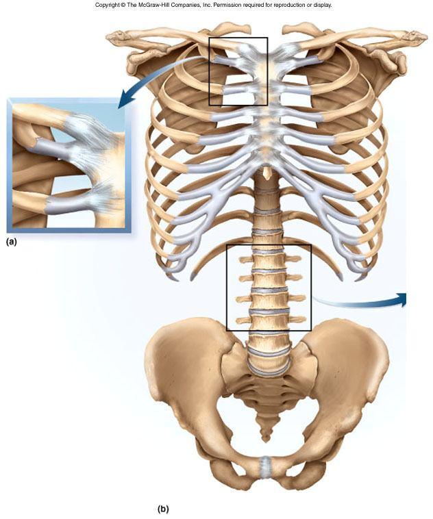 D. Sendi dengan gerakan sedikit Articulatio Cartilaginea, hubungan antar tulang disatukan oleh tulang rawan cartilago hyalin atau fibro cartilago. Ada beberapa sub klas, yaitu: 1.