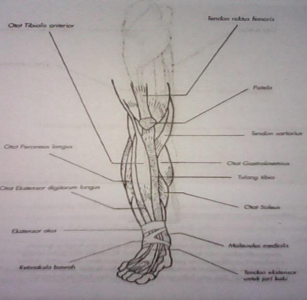 14 b. Otot-otot tungkai bawah meliputi: Otot tulang kering, depan M. tibialis anterior, berfungsi mengangkut pinggir kaki sebelah tengah dan membengkokkan kaki, M.