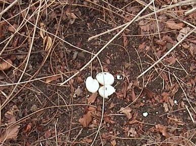 amaura) HM 113 jalan Batangan-Bekol serta satu sarang ditemukan di areal semak belukar di antara tumbuhan bawah putri malu (Mimosa pudica) dan tembelekan (Eupatorium odoratum)