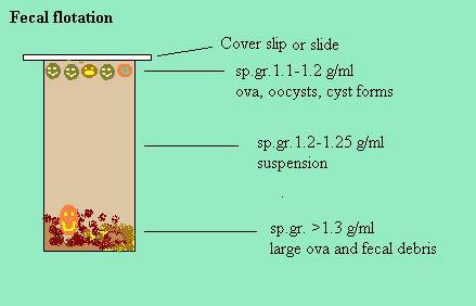 Gambar 2. Pemisahan molekul berdasarkan berat jenis pada metode apung (Zajac, 2006).