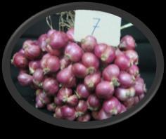 Permata Agrihorti), 5 Krisan Mutan (varietas Syiera Violeta Agrihort, Jayanti Agrihort, Maruta