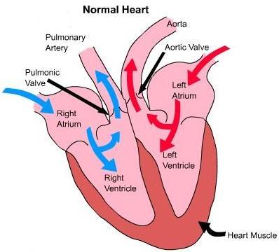 STRUKTUR Jantung Manusia Dinding Jantung: Perikardium
