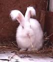 Pertumbuhan bulunya sangat pesat, mencapai 2 cm setiap bulan. Kelinci ini memiliki warna putih, hitam, dan warna seperti anak rusa. Jenis Kelinci Angora agak lemah dalam fisik.