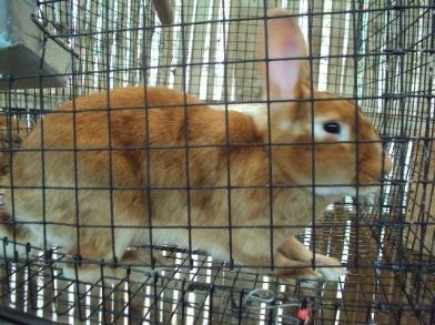 Kelinci Dutch Satin Kelinci Satin berasal dari Amerika Serikat, ditemukan pada tahun 1930-an. Bobot Satin pejantan dewasa antara 3,8-4,3 kg.
