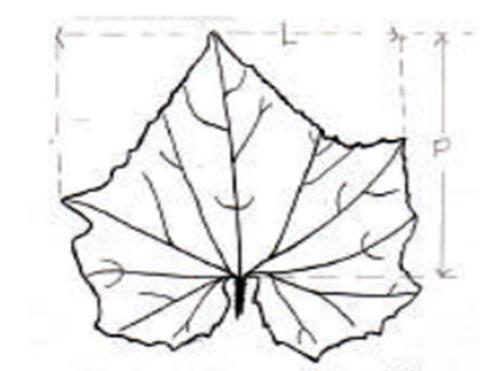 18 Gambar 1. Rasio panjang/lebar daun tanaman mentimun papasan (Deptan PPVT, 2007).