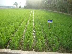 Pertumbuhan Tanaman Umur tanaman 1 10 hari setelah tanam, pada kedua lokasi pengujian tanaman padi berkembang dengan baik.