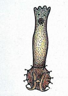14 b. Dactylogyrus sp. Dactylogyrus sp. merupakan hewan parasit yang termasuk cacing tingkat rendah (Trematoda). Dactylogyrus sp. sering menyerang pada bagian insang ikan air tawar, payau dan laut.