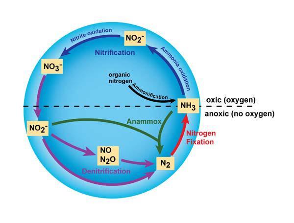 Gambar 1.3. Siklus Nitrogen (Bernhard, 2010) Nitrat merupakan bentuk senyawa nitogen yang menjadi salah salah satu unsur penting untuk sintesa protein bagi hewan dan tumbuhan.