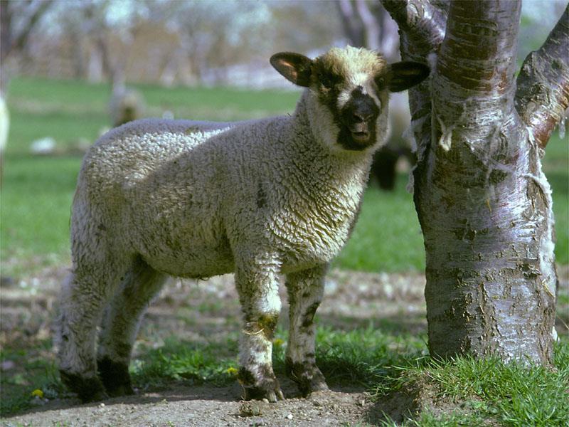 WAHYU 14:1 Anak domba dan umat tebusannya.