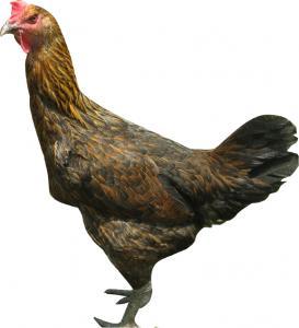Kualitas kokok ayam Ketawa dibedakan atas empat kategori, yaitu slow, dangdut, garetek dan kristal. Kualitas suara ayam Ketawa dapat mempengaruhi harga jual ayam. Nataamijaya et al.