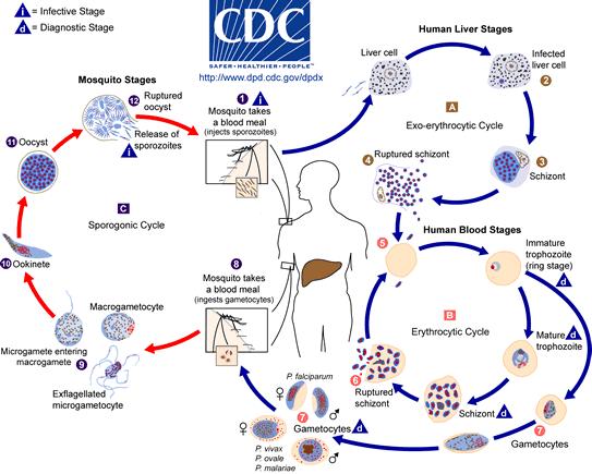 Gambar 2.1 Daur Hidup Plasmodium 16 2.5. Komplikasi Malaria 17 Malaria berat dan berkomplikasi disebabkan oleh infeksi Plasmodium falciparum.
