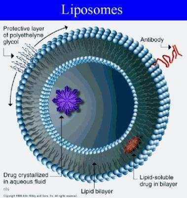 Gambar 3: Liposom sebagai pembawa obat 26 Terdapat beberapa proses pelepasan substansi materi dari liposom. Pertama, melalui fusi sempurna membran lipid liposom dengan membran sel target.