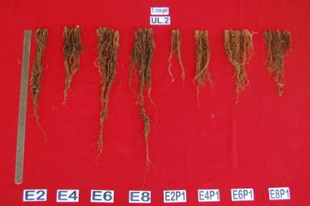 crus-galli (b) Bobot biomassa mencerminkan status nutrisi tanaman.