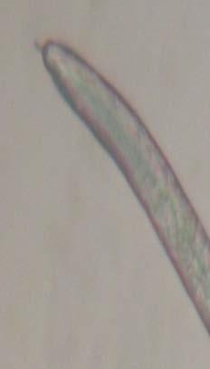Jantan Panjang nematoda jantan rata-rata 0,58 mm dan mengalami degenerasi, esofagus dan stiletnya tidak berkembang sempurna.