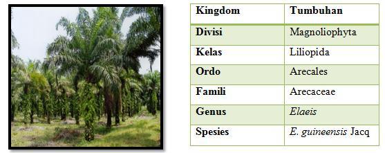 BAB 2 TINJAUAN PUSTAKA 2.1 Tanaman Kelapa Sawit Tanaman kelapa sawit (Elaeis guineensis Jacq) (Gambar 2.1 & Tabel 2.1) tumbuh dengan baik di daerah tropis (Maksi, 2007).