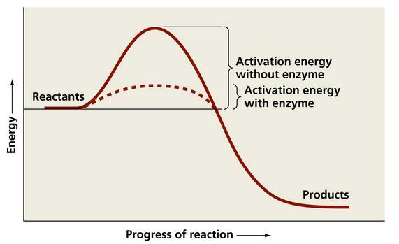 9 dengan melepas energi aktivasi yang lebih rendah (Nelson & Cox, 2004). Ilustrasi energi aktivasi dengan dan tanpa enzim terlihat pada Gambar 2.4. [Sumber: http://academic.pgcc.
