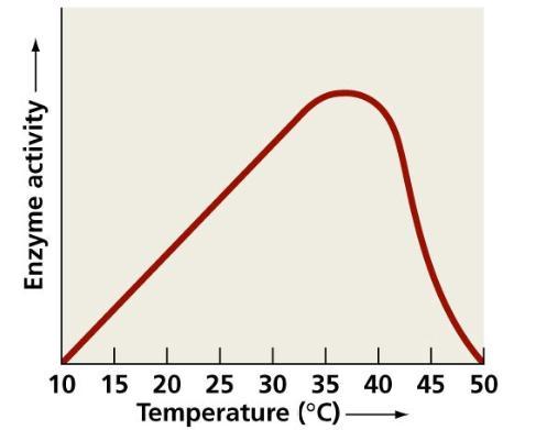 10 merupakan protein yang mempunyai sifat termolabil sehingga temperatur tinggi menyebabkan kerusakan ikatan intra dan