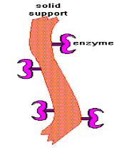 17 2.7.2 Carrier Binding Pada metode ini, sejumlah enzim terikat pada carrier dan aktifitasnya setelah imobilisasi tergantung dari sifat carrier-nya. Gambar 2.