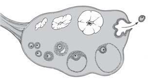 c. ovulasi d. fertilisasi e. ereksi 14. Perhatikan gambar ovarium berikut. X Bagian yang ditunjukan oleh huruf X disebut... a. ovum d. oviduct b. tuba Fallopi e. copus luteum c. ovulasi 15.