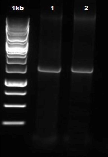 Identifikasi Isolat Aktinomiset Terpilih Gen penyandi 16S rrna teramplifikasi pada ke dua isolat aktinomiset terpilih dengan ukuran pita yang dihasilkan sekitar 1500 bp (Gambar 6).